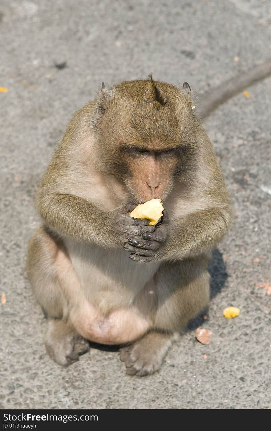 Green monkey eats on the road.