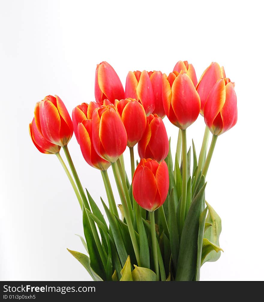 Tulips