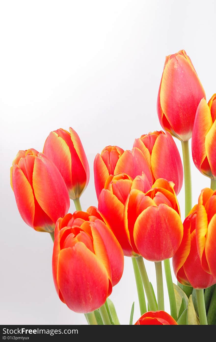 Some red tulips blooming on white