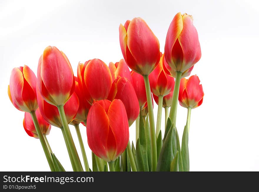 Closeup tulips blooming on white