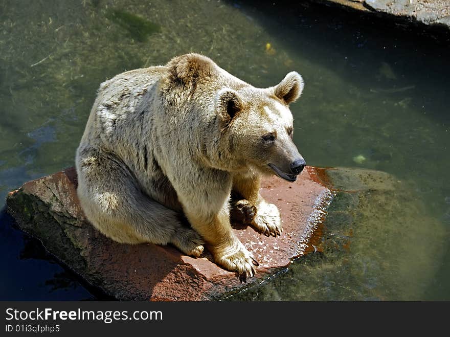 Brown bear