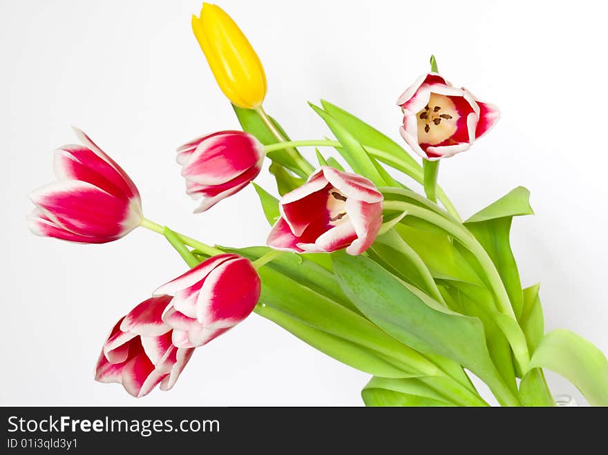 Bouquet from beautiful tulips isolated on white background