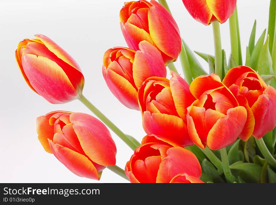 Closeup of red tulips on white