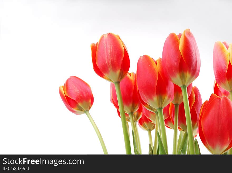 Closeup shoot of orange tulips on white