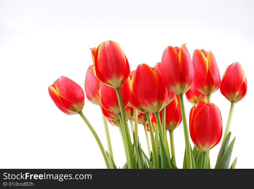 Closeup shoot of orange tulips on white