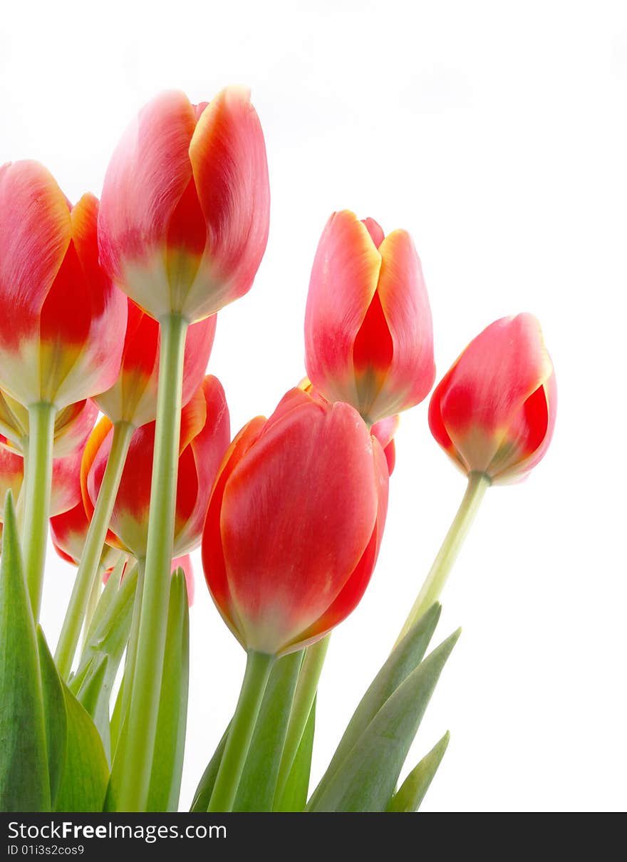 Many red tulips blooming on white