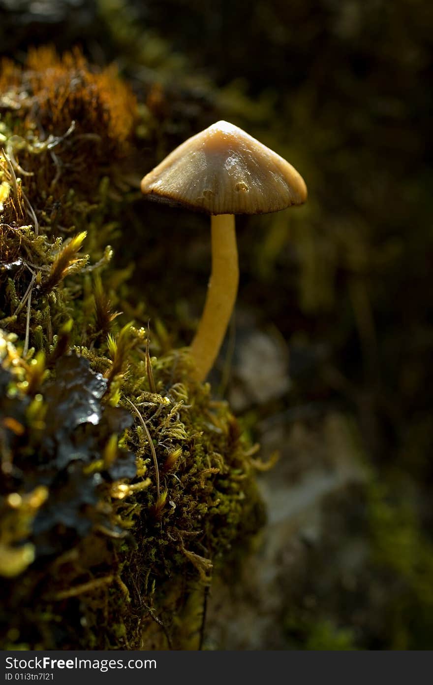 Macro View With Close Up Of Mushroom