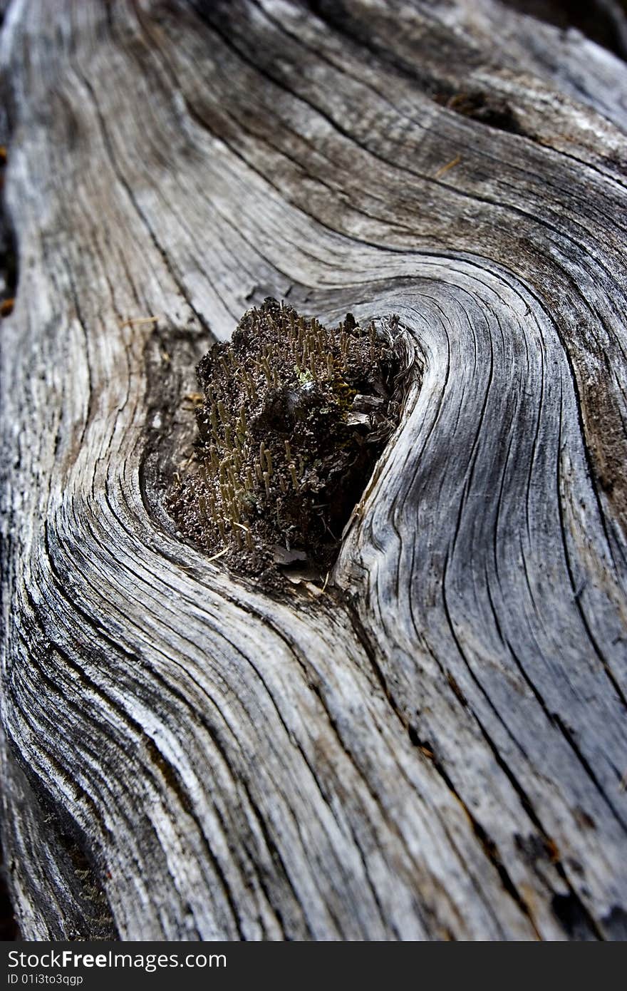 Day view abstract of wood with close up. Day view abstract of wood with close up