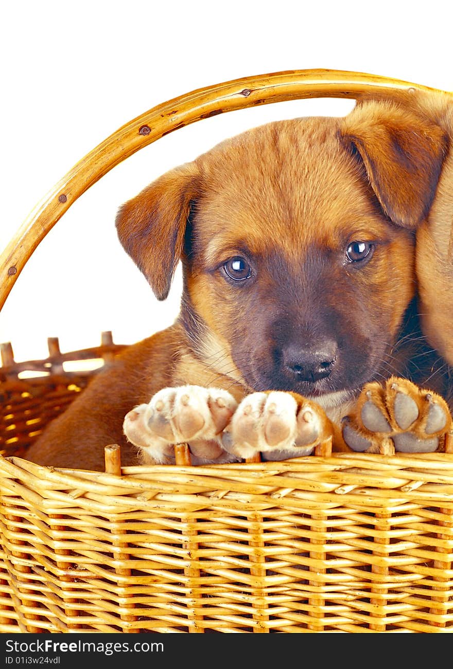 The puppy sitting in a basket