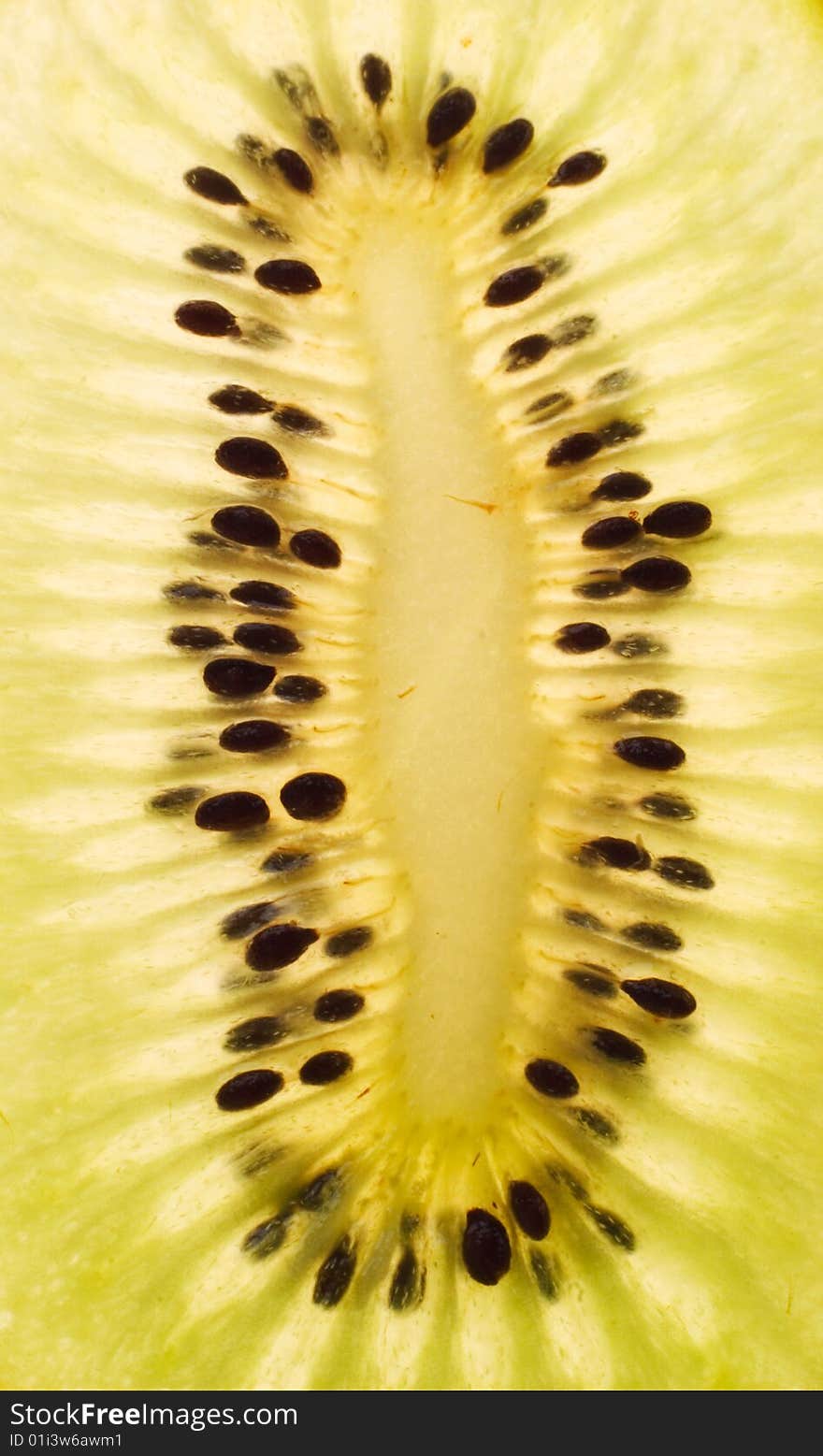 Details of the seeds of a kiwi