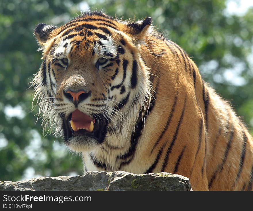 Bengal Tiger stalking over rocks