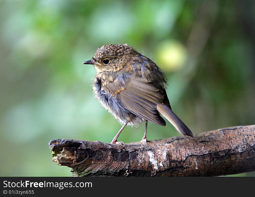 Young Robin