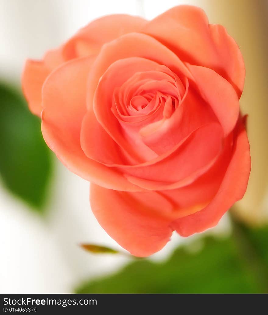 Flower of  decorative orange rose on  white background in studio