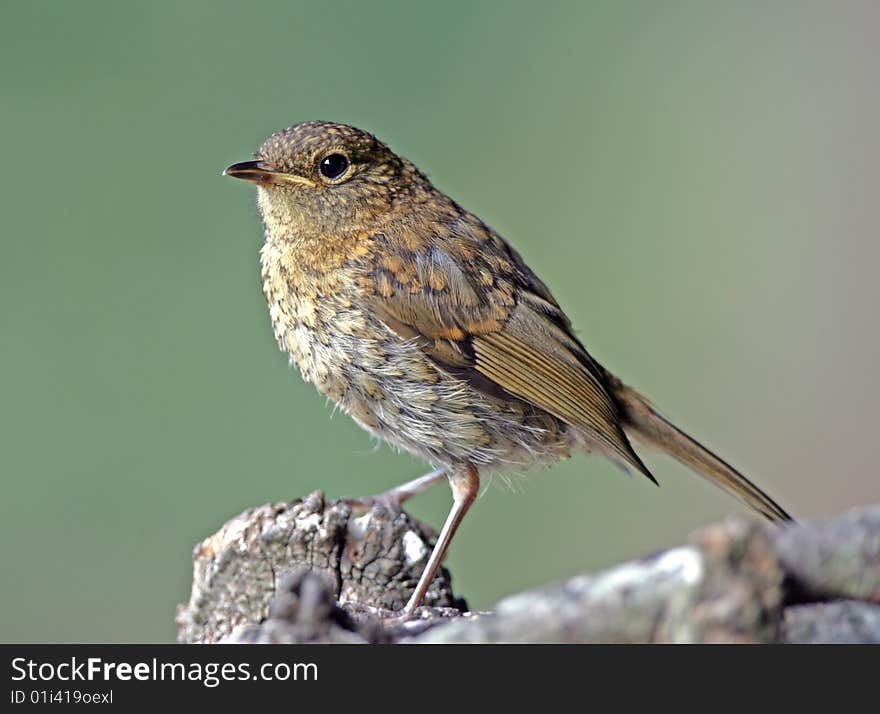 Young Robin