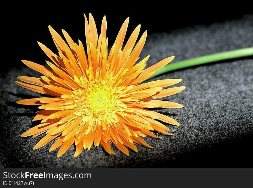 Gerbera flower isolated on textured background.