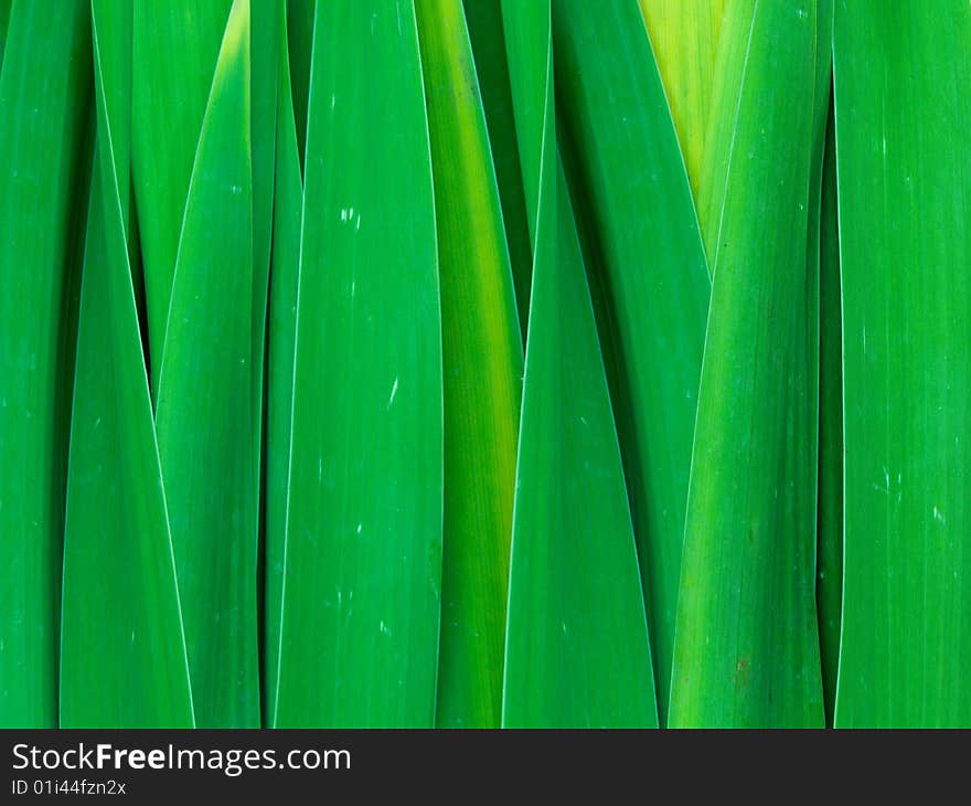 Gladiolus leaves