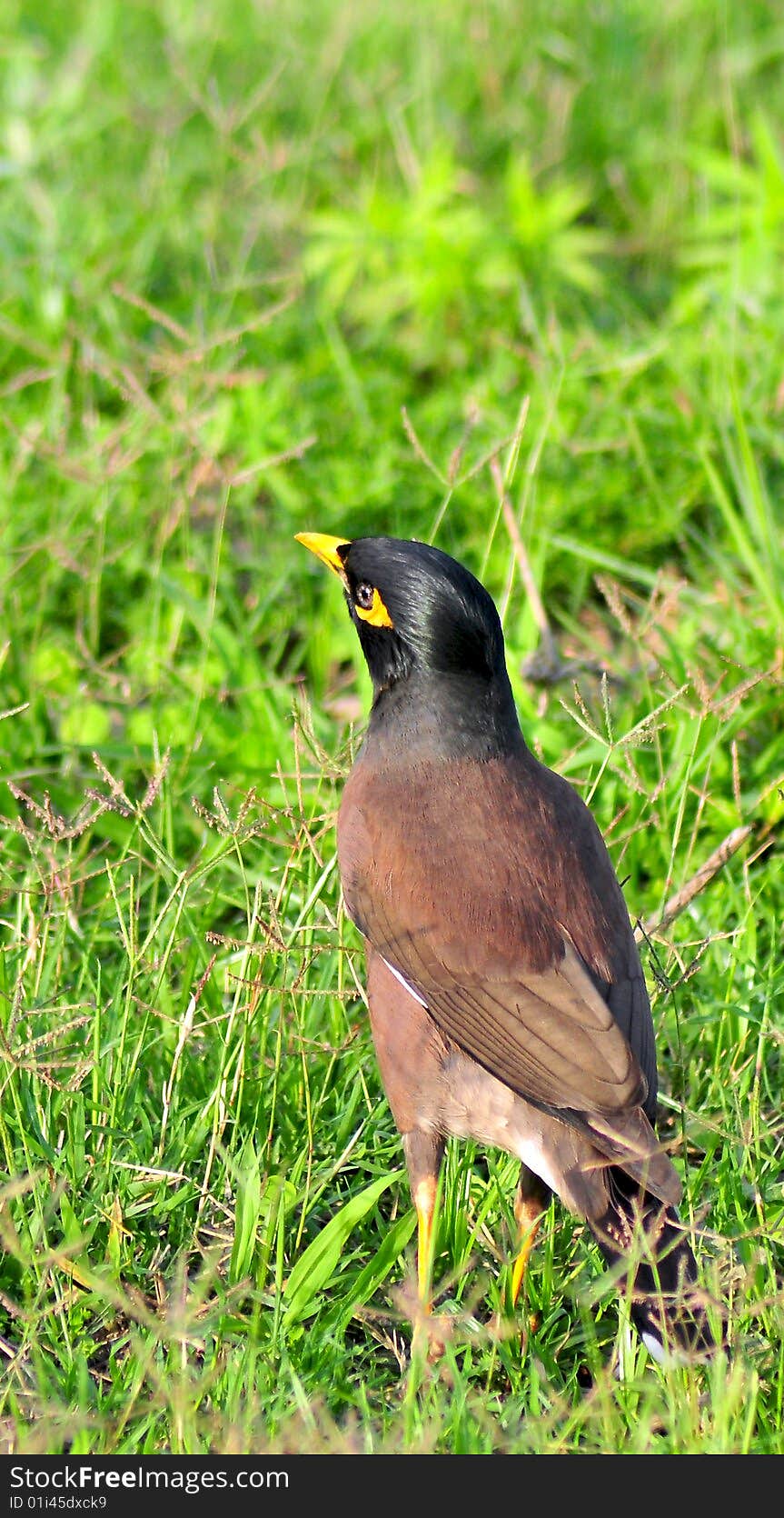 The Common Myna or Indian Myna (Acridotheres tristis) also sometimes spelled Mynah, is a member of the starling family. It is a species of bird native to Asia with its initial home range spanning from Iran, India and Kazakhstan to Malaysia and China. An omnivorous open woodland bird with a strong territorial instinct, the Myna has adapted extremely well to urban environments