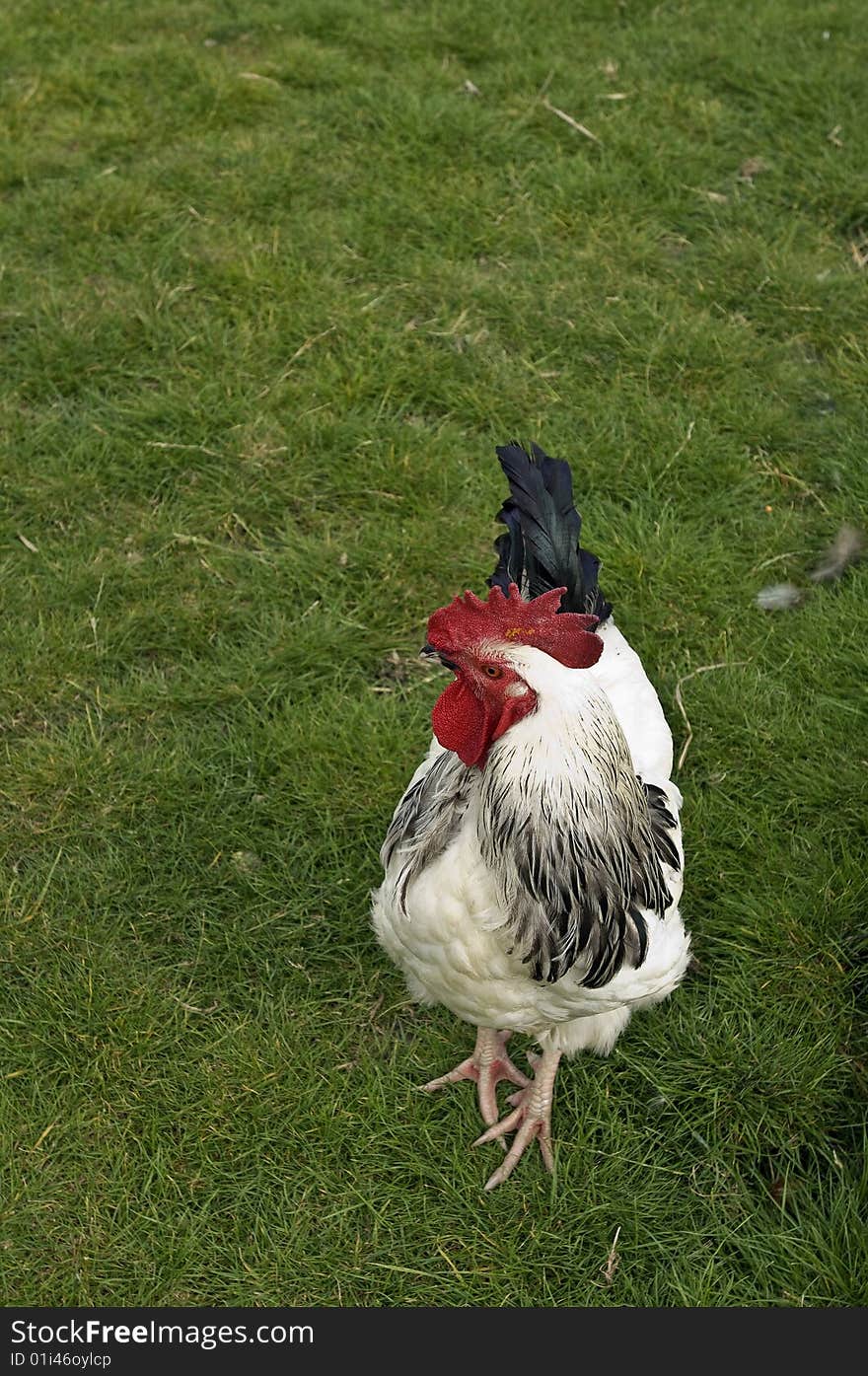 Scene showing a white cockerel/rooster with red comb and black tail all alone in a green field. Scene showing a white cockerel/rooster with red comb and black tail all alone in a green field.