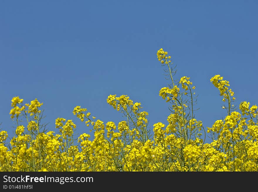 A close-up side view of yellow rapeseed flowers in bloom set against a blue sky background. A close-up side view of yellow rapeseed flowers in bloom set against a blue sky background.