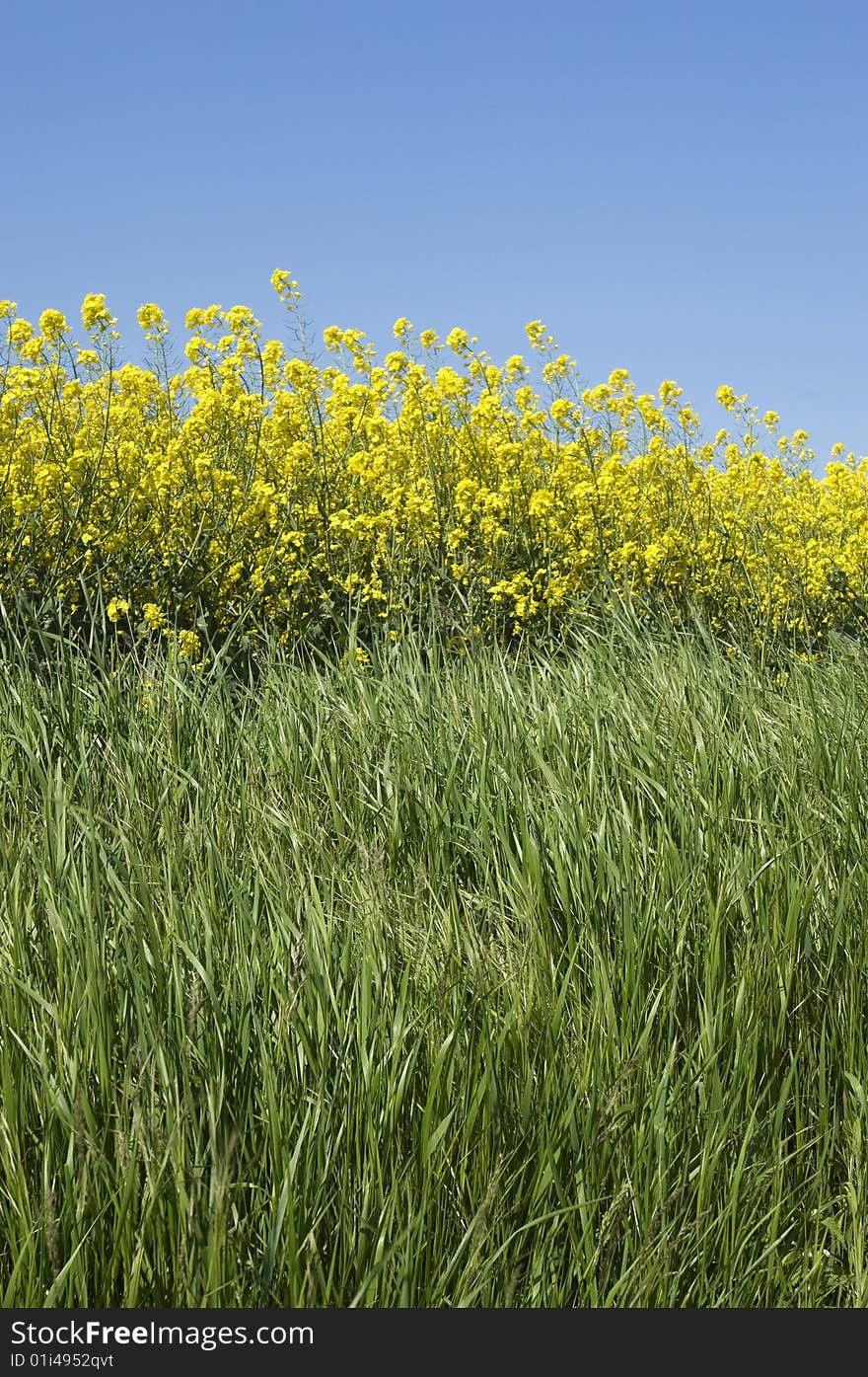 Close-up scene depicting green grass leading to yellow rapeseed flowers in bloom set against a blue sky. Close-up scene depicting green grass leading to yellow rapeseed flowers in bloom set against a blue sky.