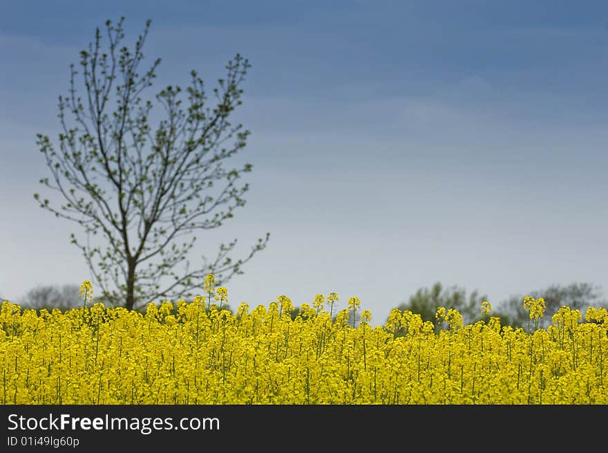 Roadside view of yellow flowered rapeseed in bloom set against a blue sky with defocused tree in the background. Roadside view of yellow flowered rapeseed in bloom set against a blue sky with defocused tree in the background.