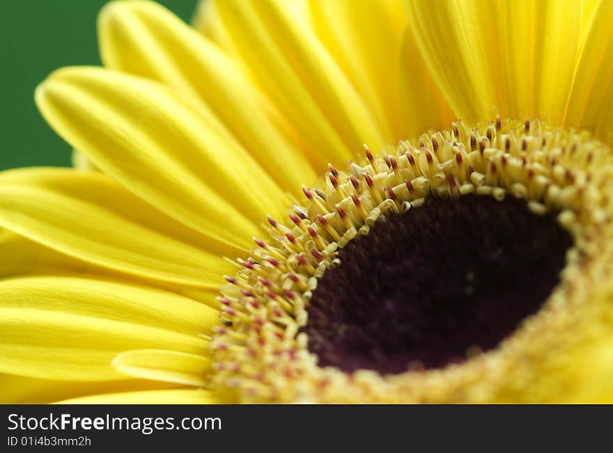 Flower shot depicting an internal close-up view of a yellow Gerbera with the immediate flower foreground petals defocused.