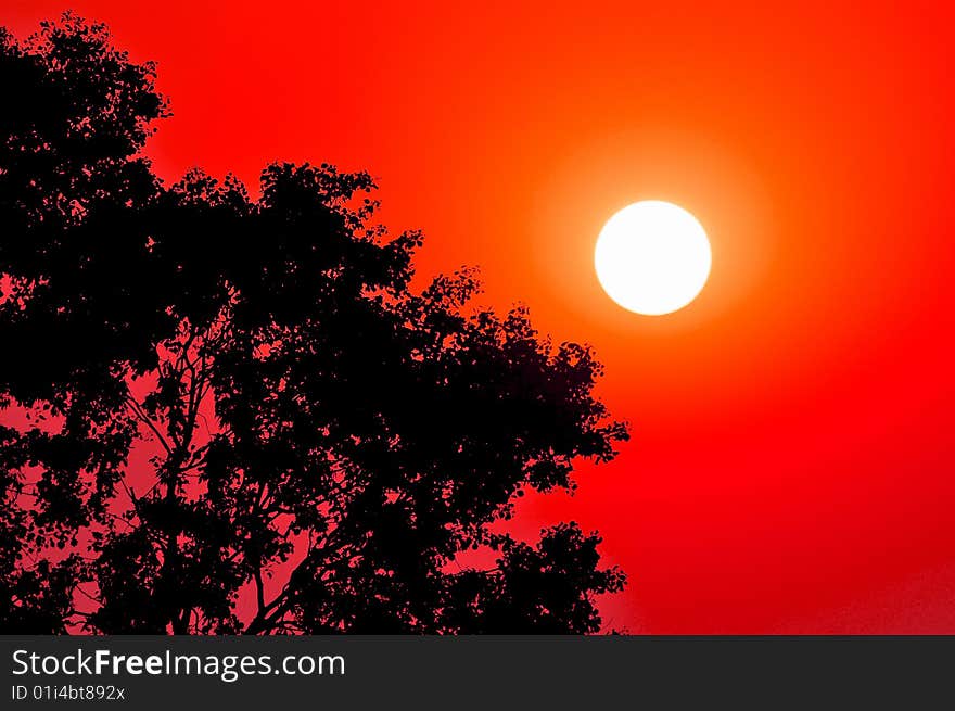 Sun setting behind the tree. Sun setting behind the tree.