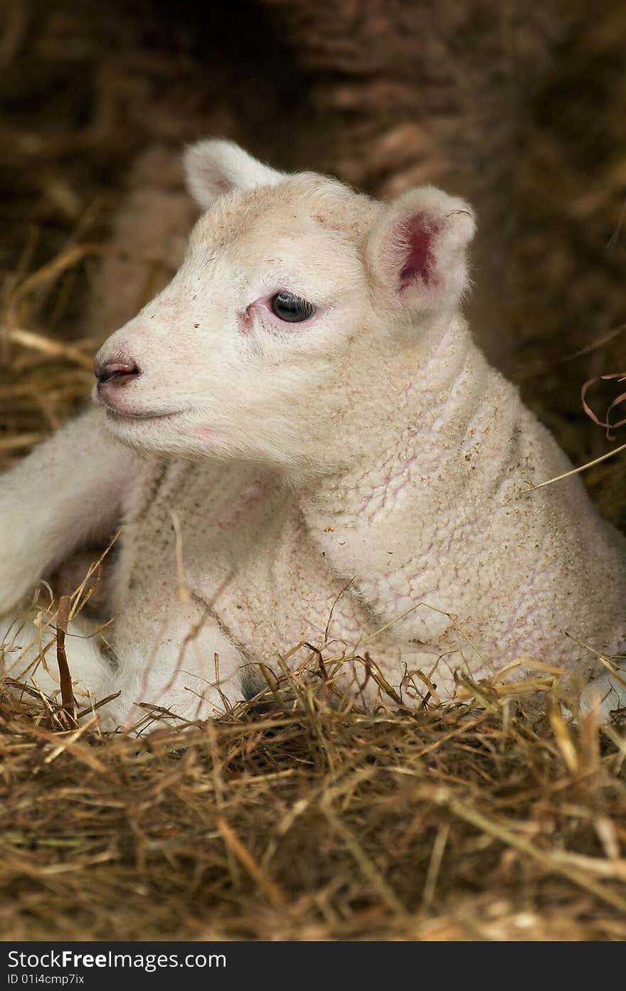 Baby Lamb