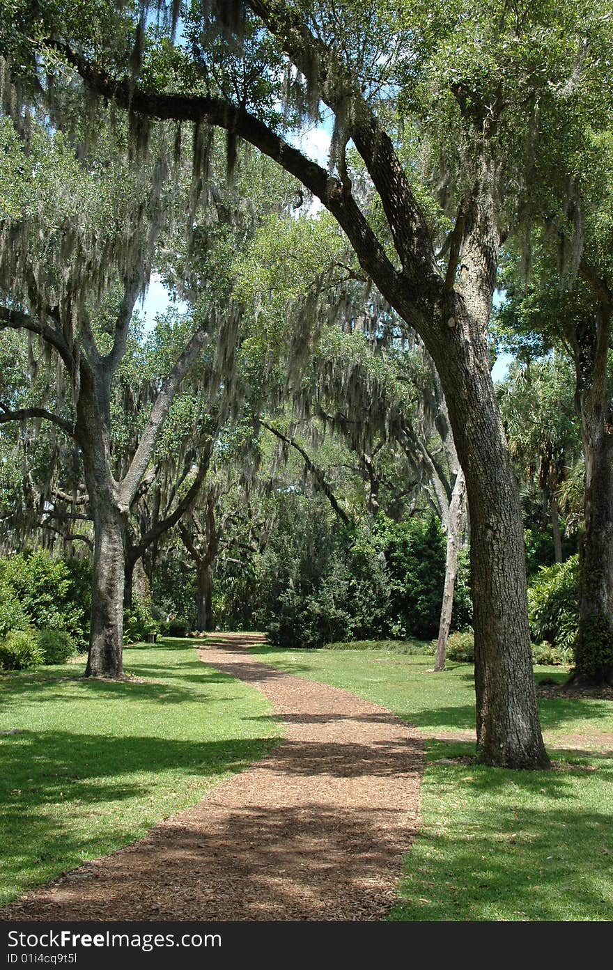 Vertical image of a winding footpath with sunlit and shaded areas. Vertical image of a winding footpath with sunlit and shaded areas.