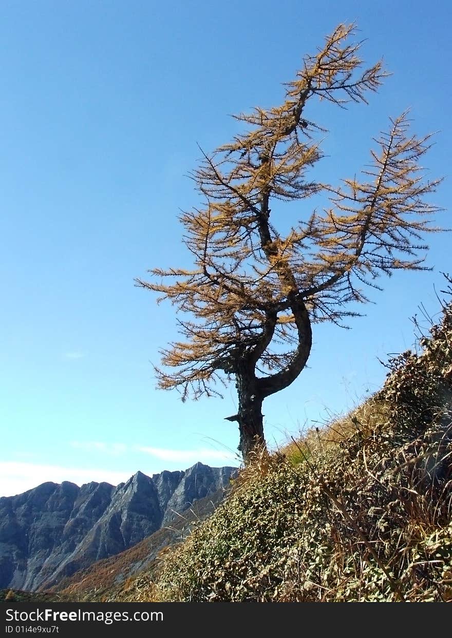 A pine stand on the old mountain