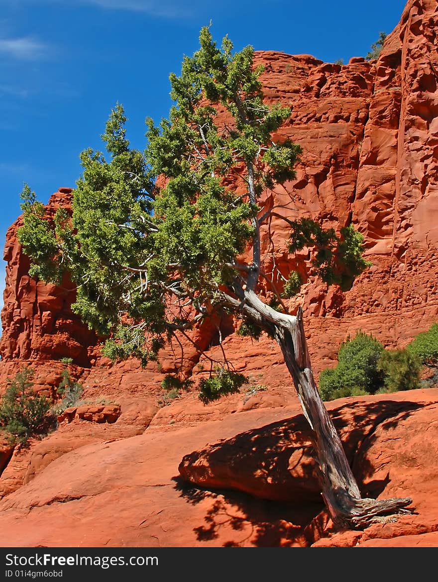 Vertical image of a tree growing out of western, red rocks. Vertical image of a tree growing out of western, red rocks.