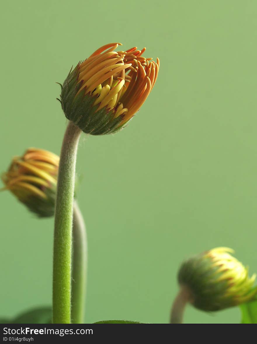 Efflorescent yellow blossoms