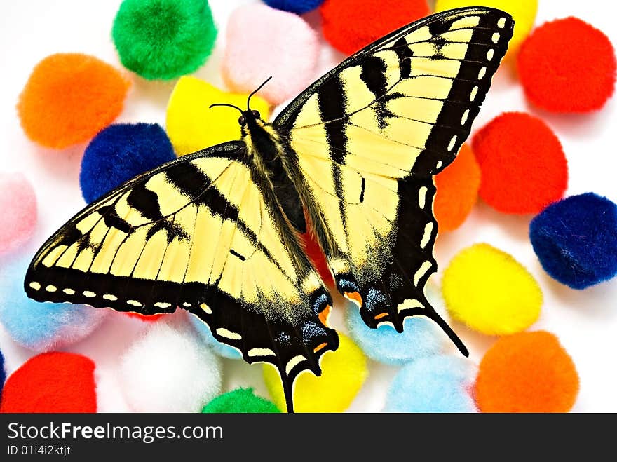 A monarch butterfly on top of some colorful fuzzy balls. A monarch butterfly on top of some colorful fuzzy balls.