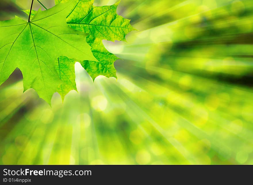 Green leaf