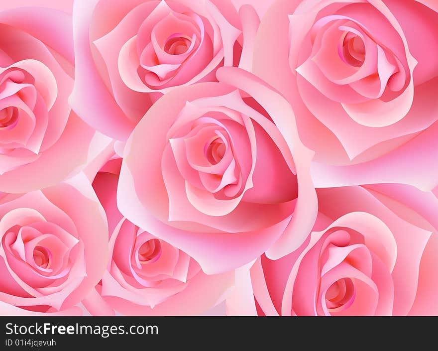 Beautiful pink roses for design