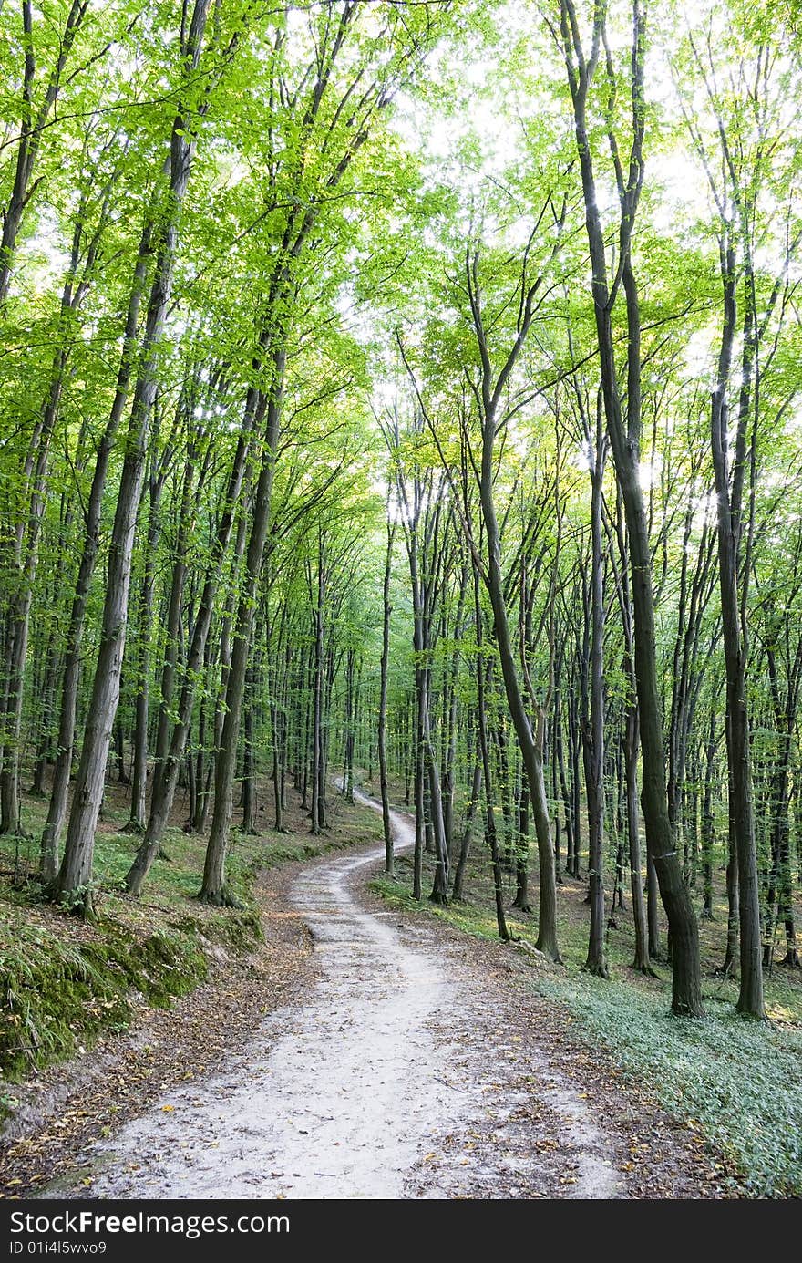 A rural road through a forest full of trees.