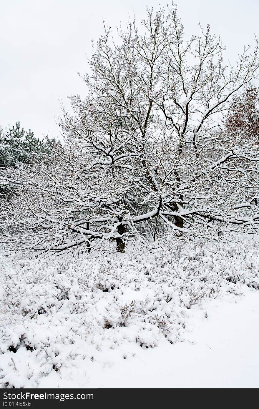 Winter landscape white trees