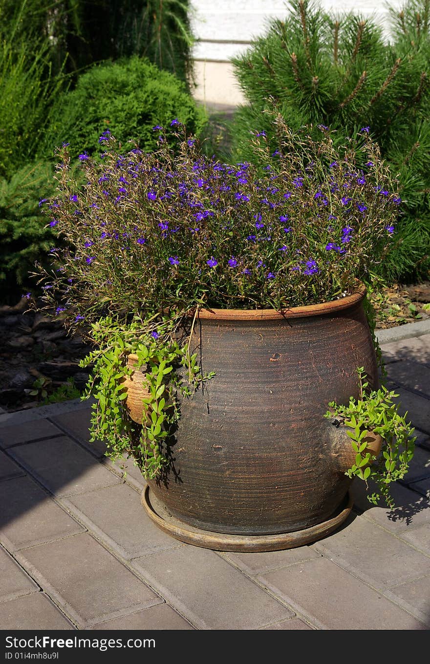 Flowerpot with flowers on a path