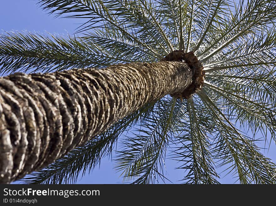 Palm tree photo from base of trunk. Palm tree photo from base of trunk