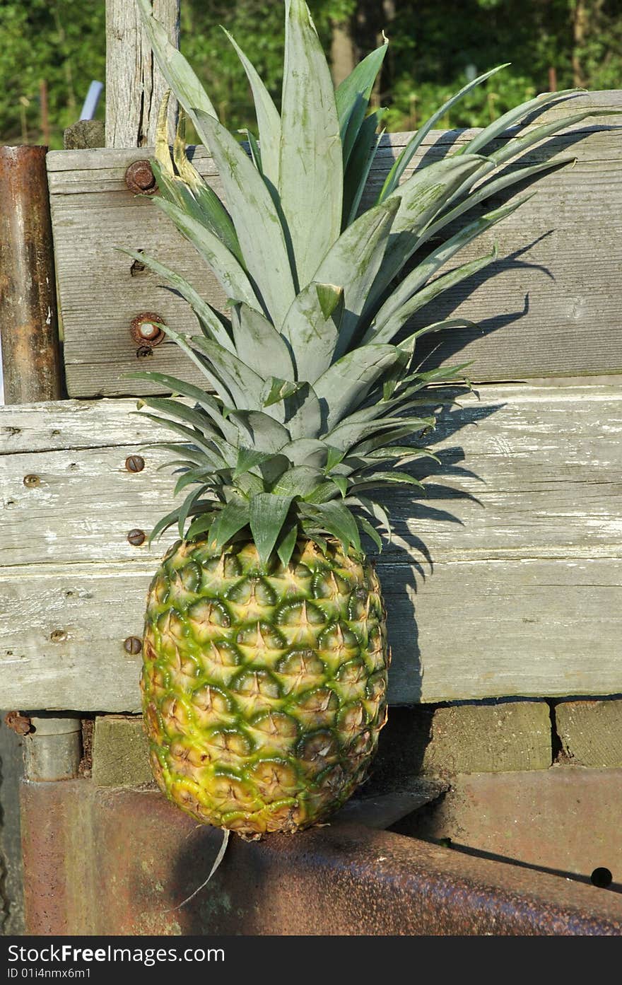 Ripe Pineapple on old wagon