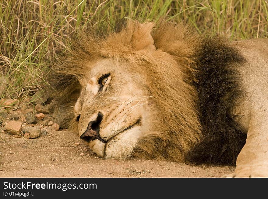 Lion on the ground - a mornings peaceful rest time