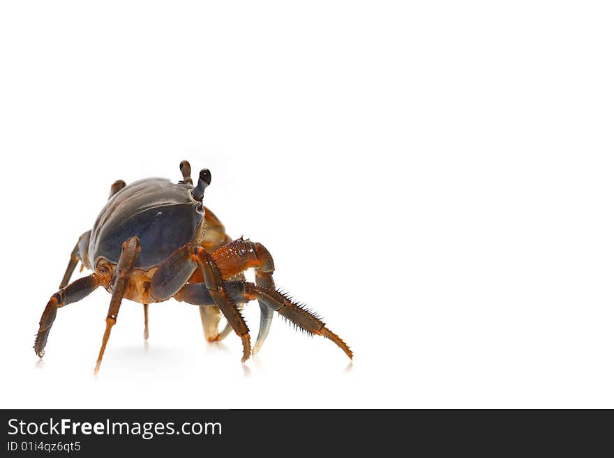 Rainbow crab isolated on white background