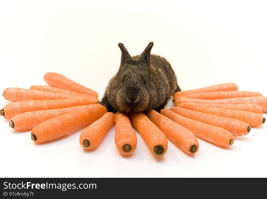 Small estern rabbit with carrots on white background. Small estern rabbit with carrots on white background