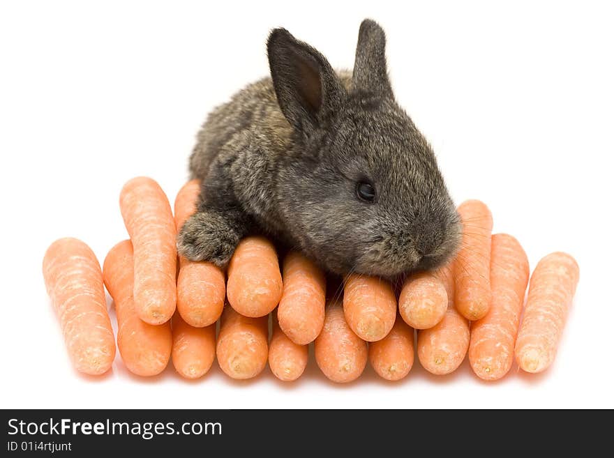 Small estern rabbit with carrots on white background. Small estern rabbit with carrots on white background