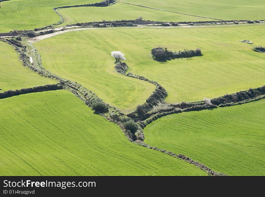 Farmland and green almond blossom