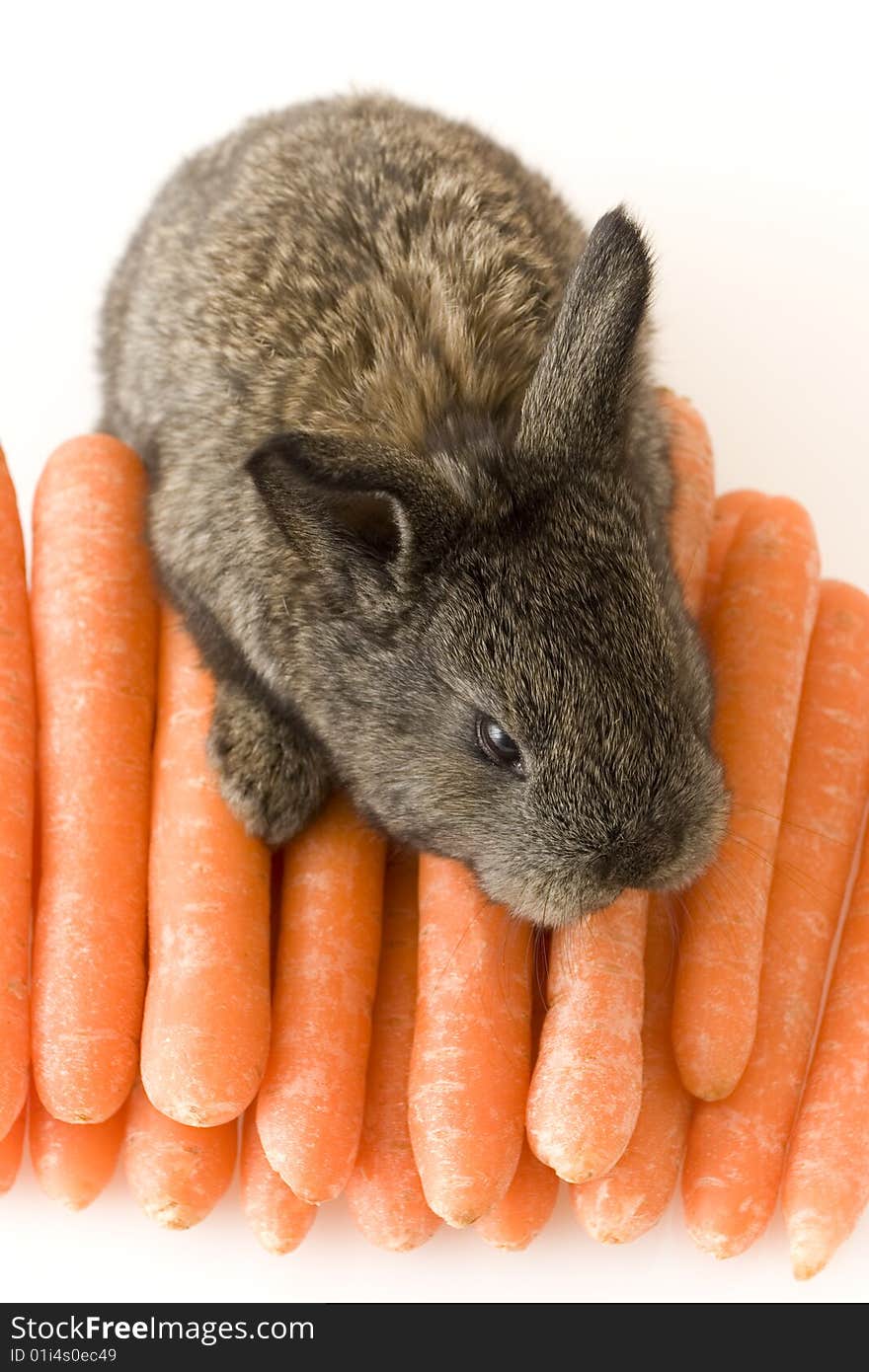 Small estern rabbit with carrots on white background. Small estern rabbit with carrots on white background