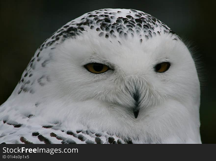 Snowy Owl