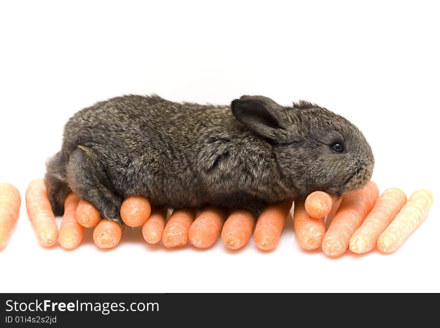 Small estern rabbit with carrots on white background. Small estern rabbit with carrots on white background