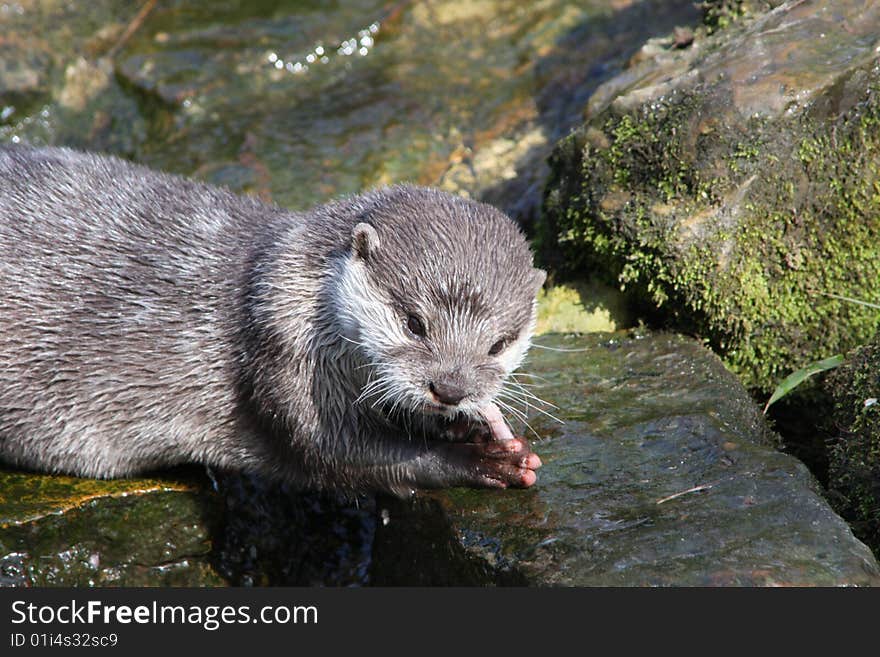 Otter Closeup