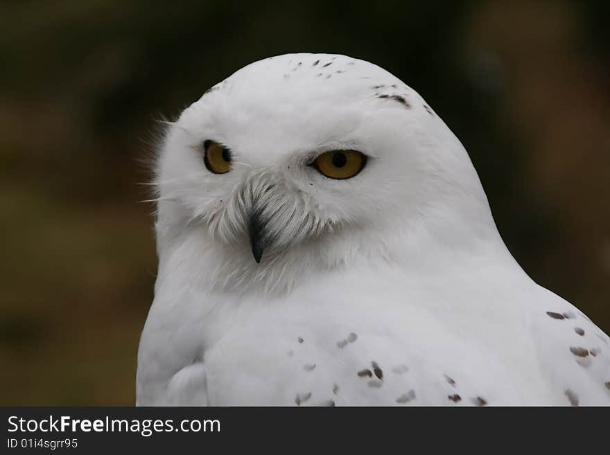 Snowy Owl